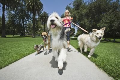 Dog walker at the park with her clients